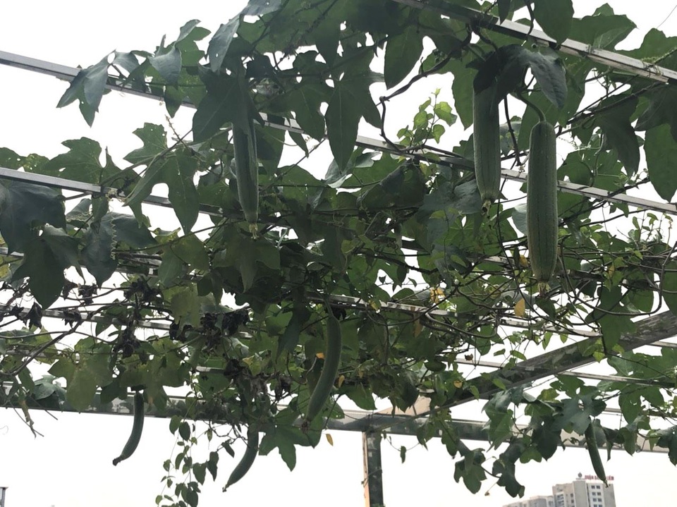 Chồng kỹ sư biến sân thượng thành vườn rau, trái sum suê tặng vợ - 7