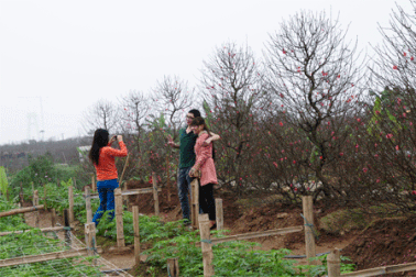 Đào “khủng” nhiều nhưng khách mua vẫn èo uột