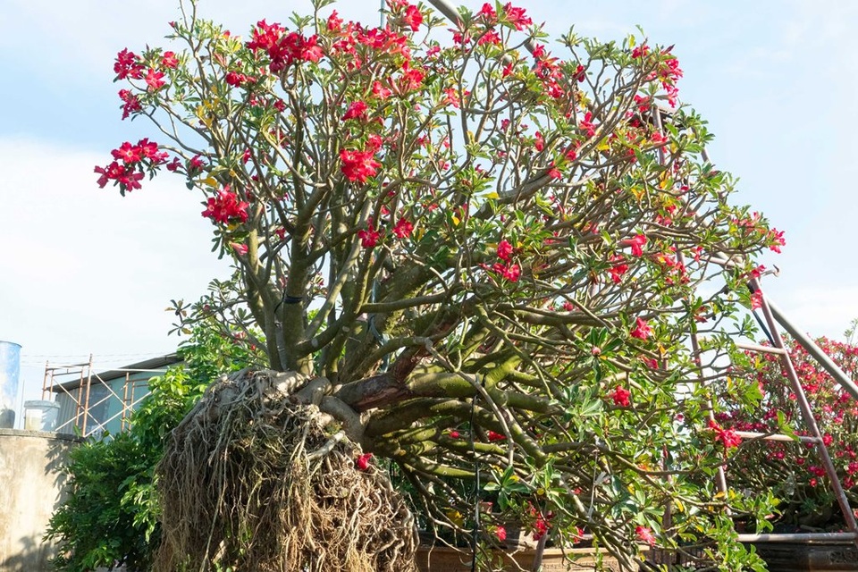 Vườn sứ khủng, hoa nở quanh năm mê hoặc người ngắm - 4 Vườn sứ khủng, hoa nở quanh năm mê hoặc người ngắm - 4