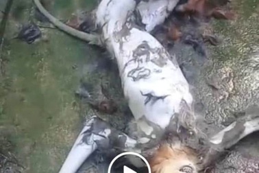 Truy tìm kẻ giết khỉ rồi phát trực tiếp lên mạng xã hội