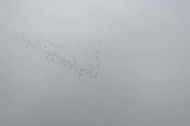 Đàn chim hoang dã phá ruộng lúa của người dân