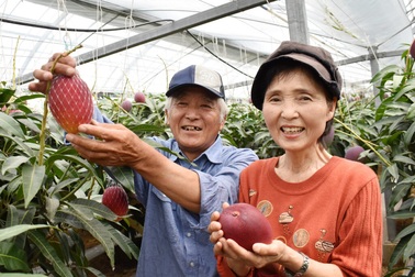 Hé lộ bí mật của nông dân Nhật tạo ra quả xoài có giá trăm triệu đồng