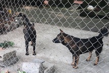 Vụ bé trai 7 tuổi bị chó cắn tử vong: Khởi tố chủ đàn chó