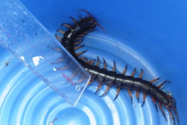 Rết khổng lồ bò vào chỗ ngủ sinh viên