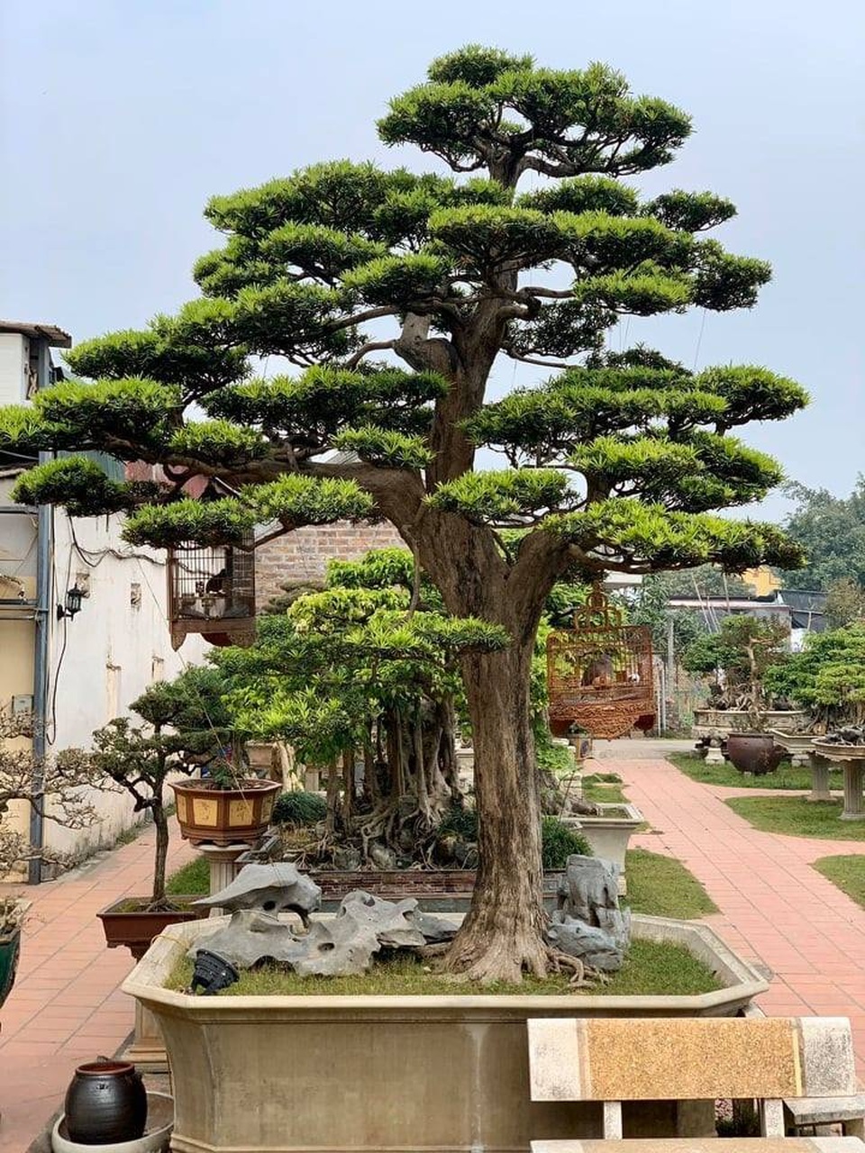 Khu vườn rộng 2000 m2 đẹp như tranh, sở hữu nhiều cây bạc tỷ ở Hà Nội - 10 Khu vườn rộng 2000 m2 đẹp như tranh, sở hữu nhiều cây bạc tỷ ở Hà Nội - 10