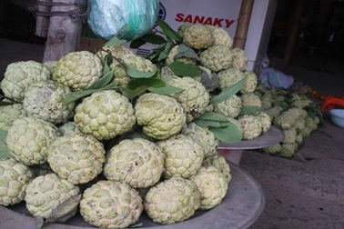 Thương lái Trung Quốc thu mua hạt na ở Lạng Sơn