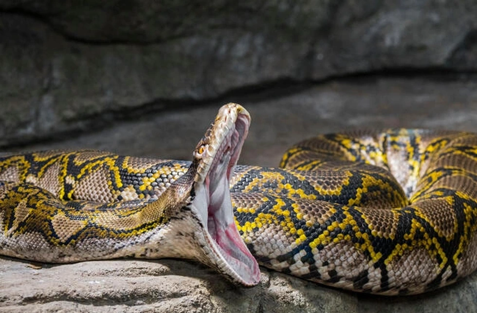 Liên tiếp những vụ trăn ăn thịt người gây rúng động dư luận - 4