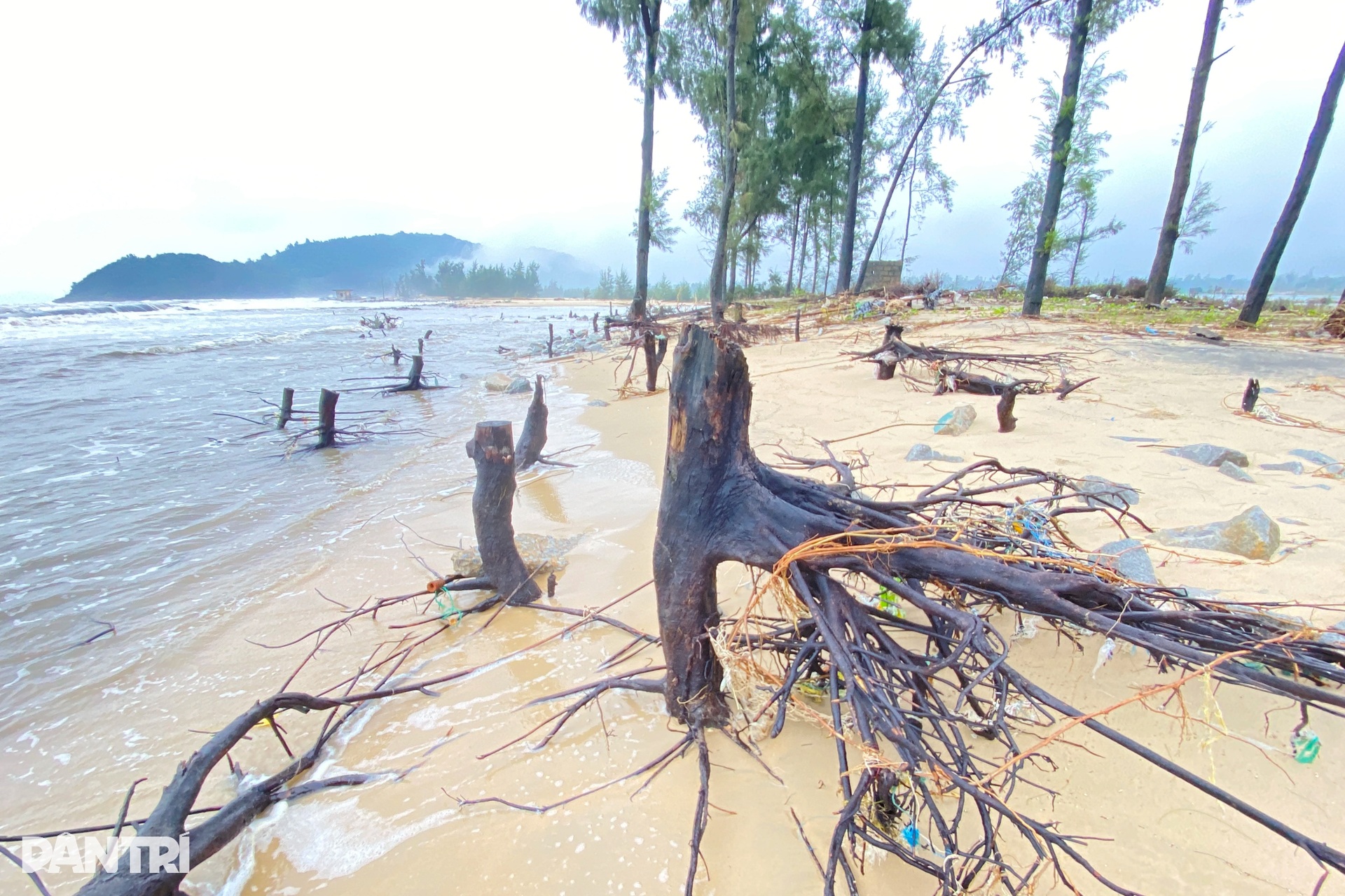 Rừng phòng hộ biến mất, sóng biển đe dọa khu dân cư - 7