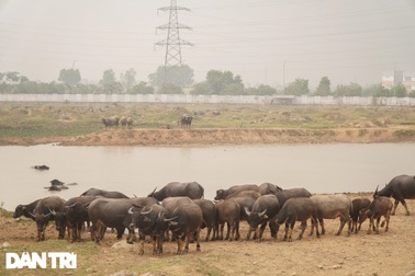 Nuôi trâu thả rông giữa lòng Hà Nội, người đàn ông kiếm bạc tỷ sau vài năm