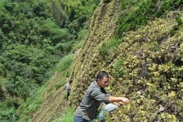 Nông dân làm giàu nhờ trồng "đại tiên thảo" trên vách đá cheo leo dựng đứng