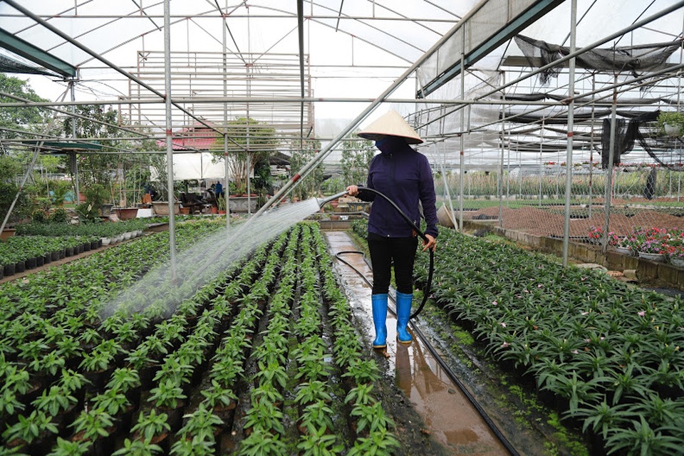 Về thủ phủ trồng hoa gần Hà Nội, người dân lái xe sang đi thăm vườn - 10 Về thủ phủ trồng hoa gần Hà Nội, người dân lái xe sang đi thăm vườn - 10