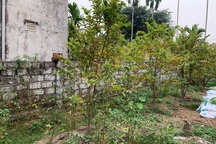 Lao vào cơn sốt đất ảo, vợ chồng nuốt nước mắt nhìn tài sản "đội nón ra đi"