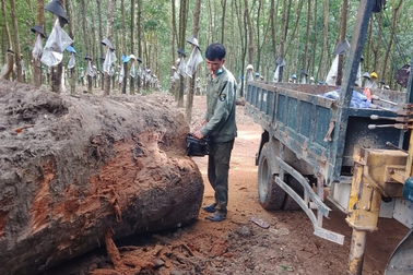 Cơ quan công an lên tiếng việc xử phạt người dân đào gỗ dưới ruộng