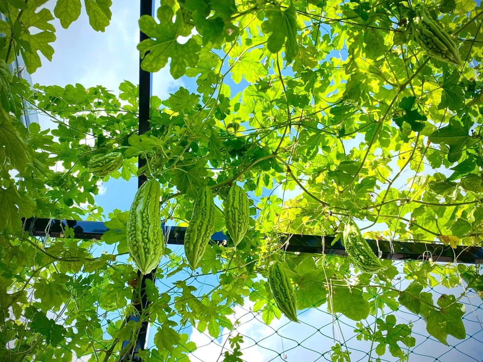 Làm vườn sân thượng giữa mùa dịch, mẹ đảm Sài Gòn có rau trái ăn cả ngày - 4