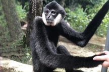 Tiếp nhận cá thể vượn đen má trắng quý hiếm
