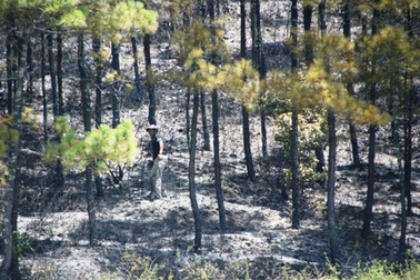 Cận cảnh vụ cháy rừng thông trên núi Ngự Bình 