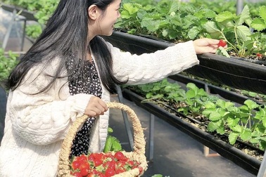 Chàng kỹ sư trồng dâu tây trên đất đỏ bazan, thu về hàng trăm triệu đồng