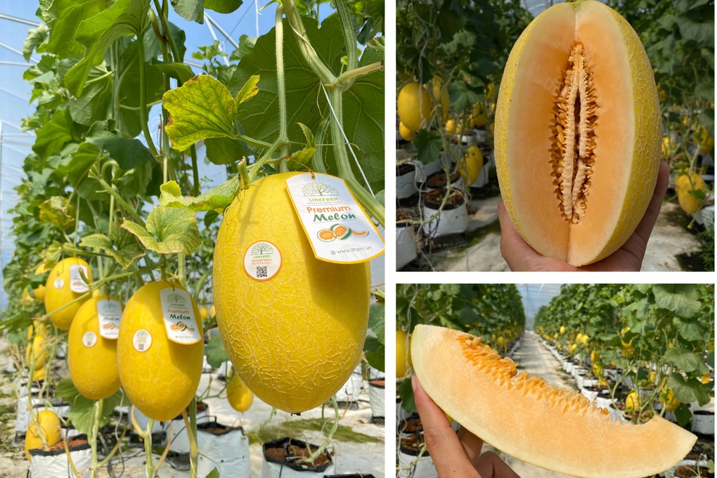 Đại gia bất động sản đi trồng dưa lưới, lĩnh vực kinh doanh cốt lõi ra sao? - 1 Đại gia bất động sản đi trồng dưa lưới, lĩnh vực kinh doanh cốt lõi ra sao? - 1