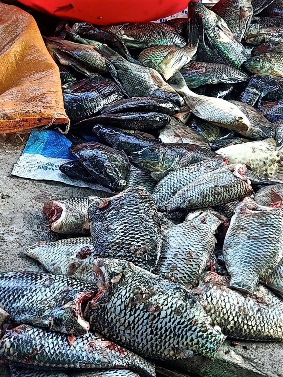Bơi xuồng giăng lưới cá, xẻ từng con phơi khô gửi đồng hương ở vùng dịch - 2 Bơi xuồng giăng lưới cá, xẻ từng con phơi khô gửi đồng hương ở vùng dịch - 2
