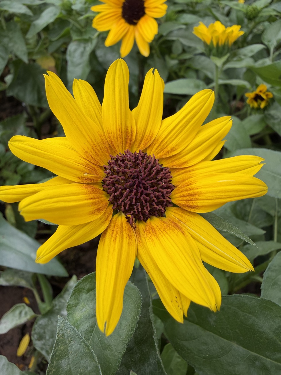 So sánh camera Samsung Galaxy S26 Ultra và iPhone 17 Pro Max - 9