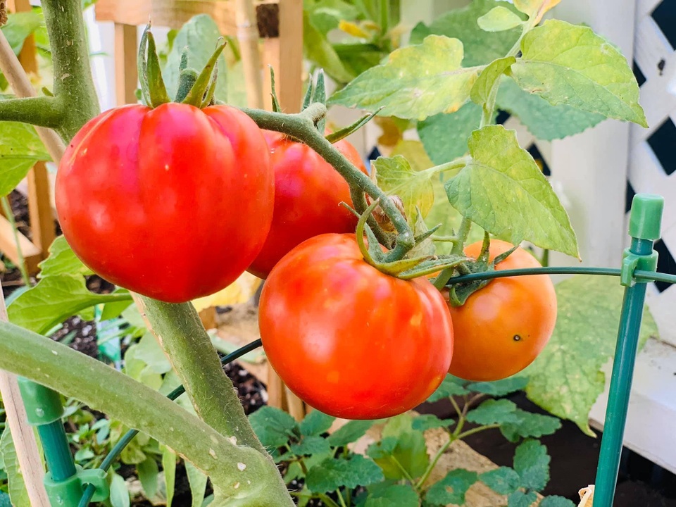 Vợ chồng Việt làm nhà vườn ngập nắng và hoa trên đất Mỹ - 9 Vợ chồng Việt làm nhà vườn ngập nắng và hoa trên đất Mỹ - 9