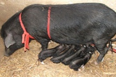 Khai thác và phát triển nguồn gen lợn hung tỉnh Hà Giang