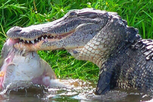 Xem công nhân Thái Lan mang đồ ăn cho đàn cá sấu đói 10.000 con