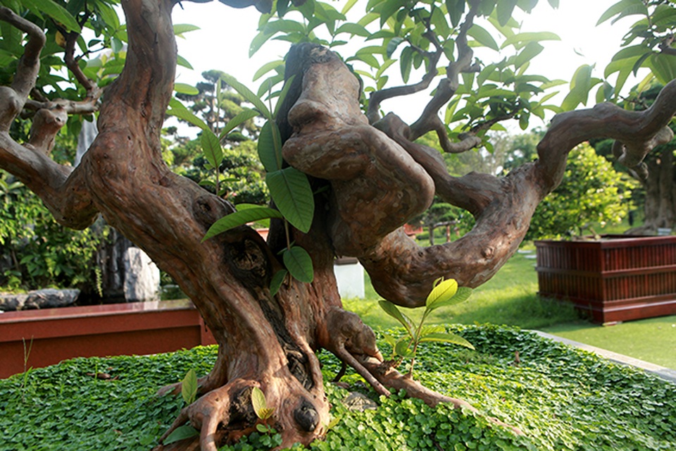 Siêu phẩm ổi có u cục kỳ quái, trả tiền tỷ vẫn không bán - 8 Siêu phẩm ổi có u cục kỳ quái, trả tiền tỷ vẫn không bán - 8