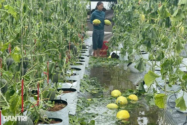 Hành động ấn tượng của UBND xã khi nông dân bị thiệt hại nặng vì bão Kajiki