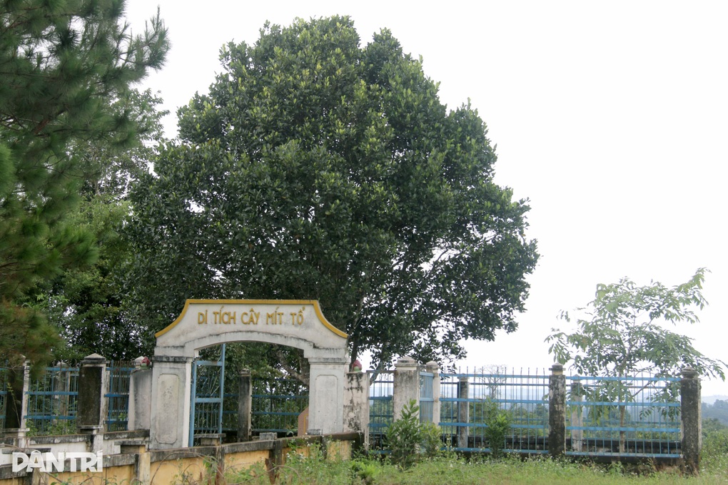 Người dân vùng biên dựng hàng rào, bảo vệ cây mít gần trăm tuổi - 7 Người dân vùng biên dựng hàng rào, bảo vệ cây mít gần trăm tuổi - 7