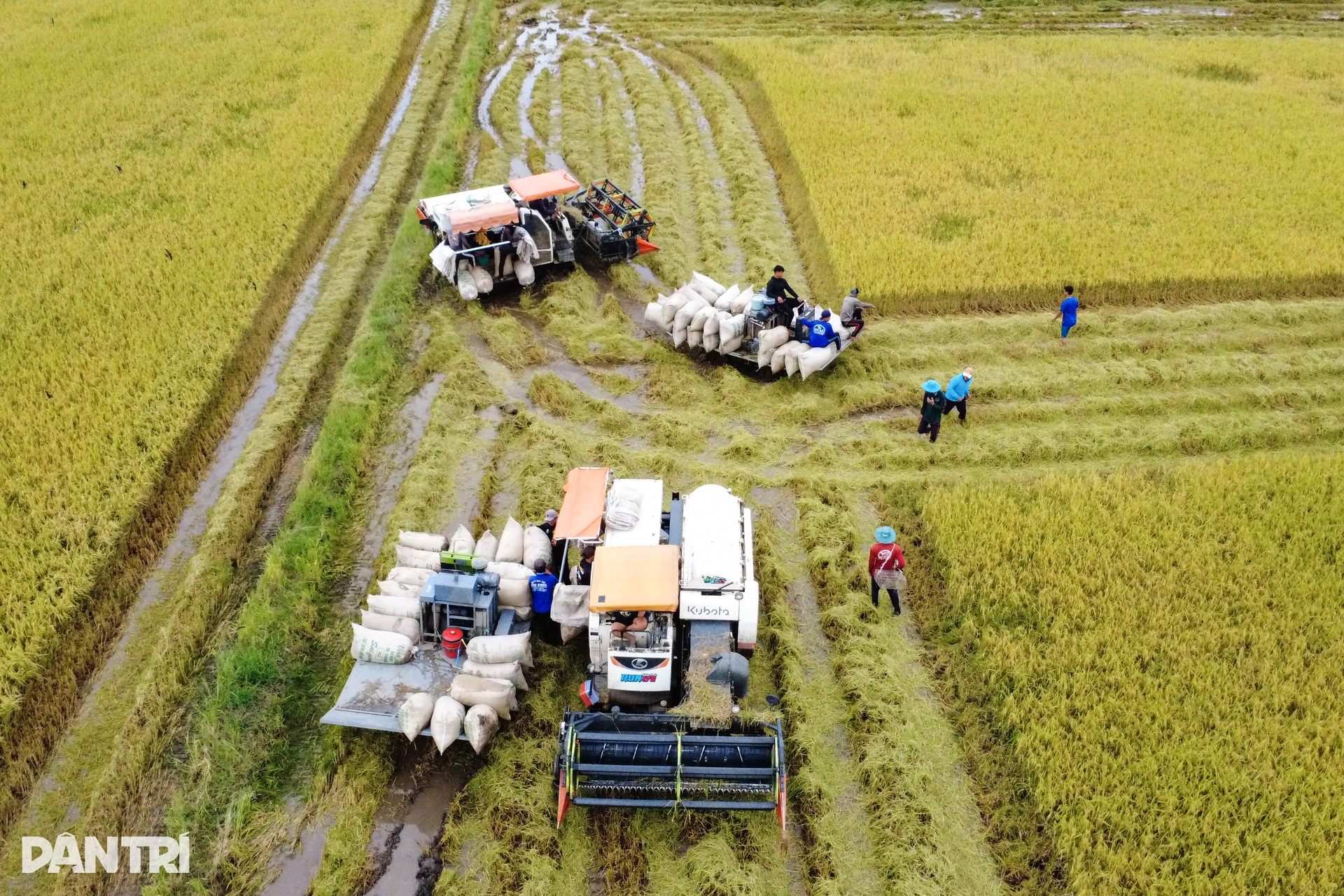 Người dân Tây Ninh “chạy đua” gặt lúa giữa mùa nước lũ - 5 Người dân Tây Ninh “chạy đua” gặt lúa giữa mùa nước lũ - 5