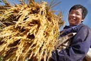 Giá lúa thua cả giá ngô