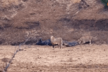 Cá sấu lên bờ chạm trán sư tử háu đói và cái kết bất ngờ