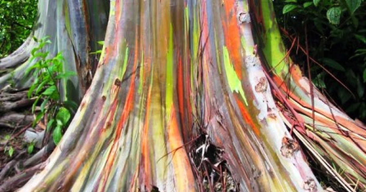 Chiêm ngưỡng cây bạch đàn “ bảy sắc cầu vồng” | Báo Dân trí