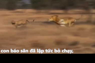 Chủ quan khi đang nằm nghỉ ngơi, báo săn thành mồi ngon cho sư tử