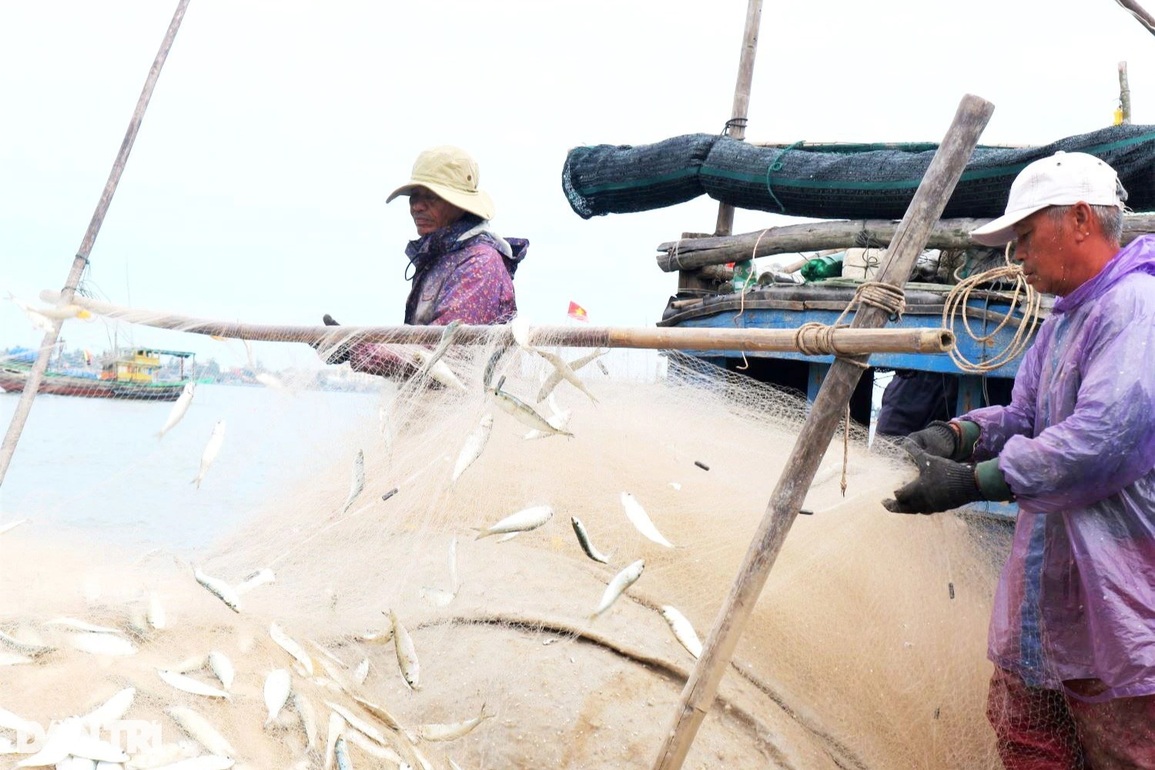 Trúng đậm cá trích đầu năm, ngư dân thu tiền triệu mỗi ngày - 5 Trúng đậm cá trích đầu năm, ngư dân thu tiền triệu mỗi ngày - 5