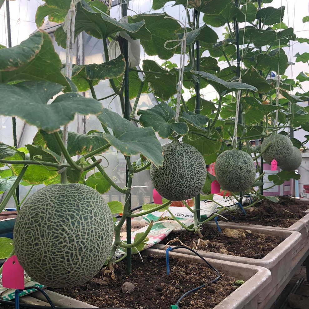 Mẹ đảm ở Hà Nội mát tay làm khu vườn trĩu quả, thu hơn 1 tạ dưa - 4