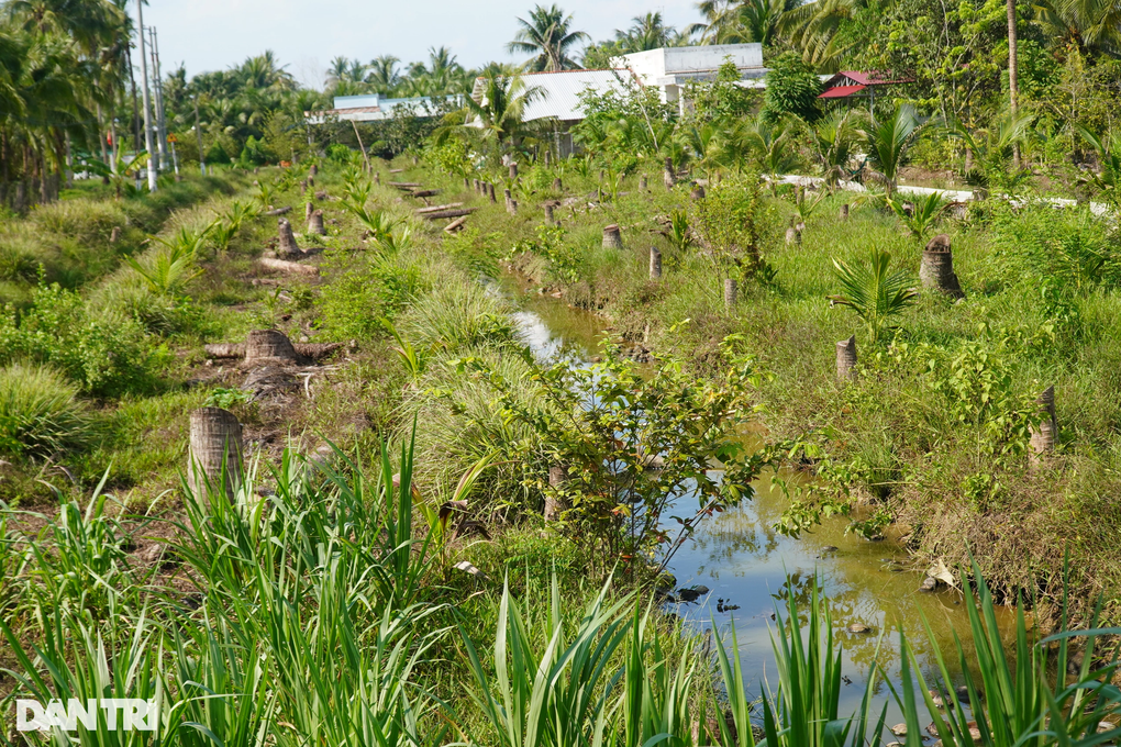Những vườn dừa bạt ngàn bị sâu ăn trụi, nông dân mất sinh kế - 5
