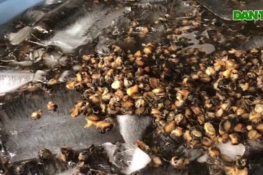 Cảnh sát đột kích cơ sở ngâm hóa chất công nghiệp để ốc bươu tăng kí