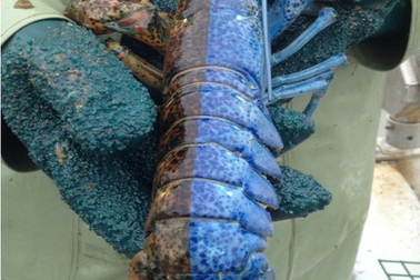 Những động vật có màu sắc “cực dị” do đột biến gen