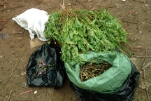 Đi buôn cây anh túc về Hà Nội, “đụng” ngay 141