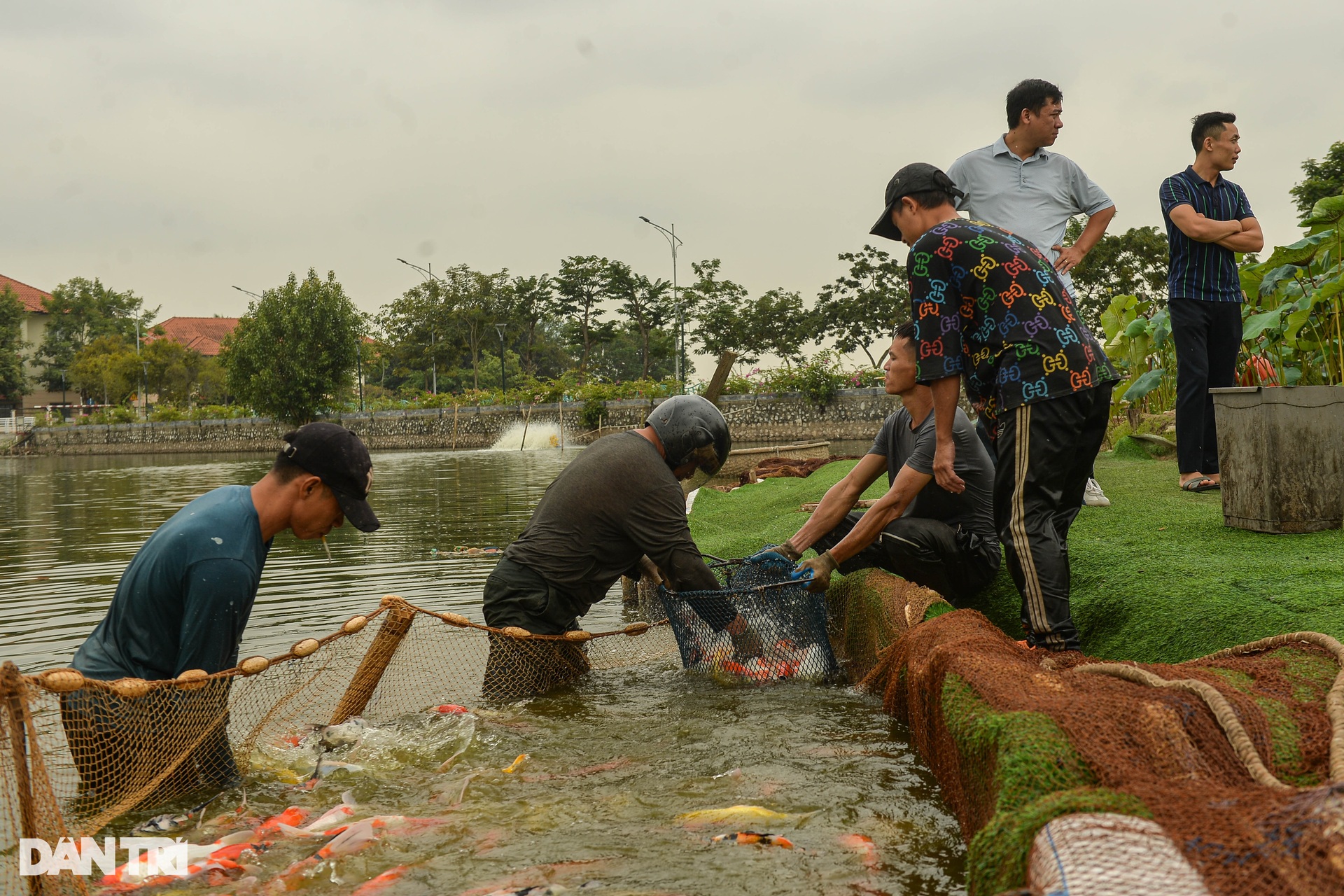Hàng tấn cá koi được chuyển khỏi hồ Đầm Đông - 5 Hàng tấn cá koi được chuyển khỏi hồ Đầm Đông - 5