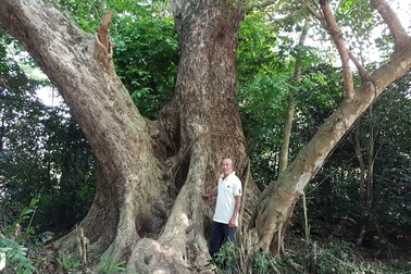 Chiêm ngưỡng “cụ” sưa 250 năm tuổi, gốc to hơn 10m