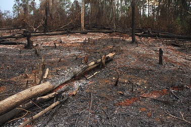 Tan tác rừng nguyên sinh!