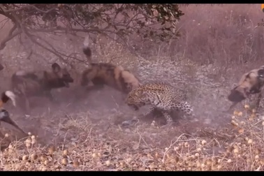 Báo hoa mai suýt trả giá đắt khi cắn chết chó hoang châu Phi non