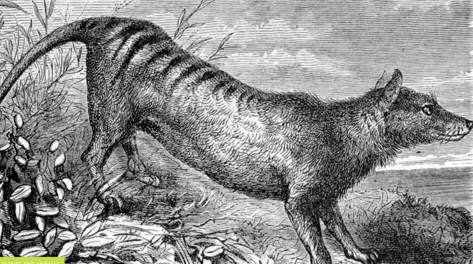 Giải mã bí mật về hổ Tasmania đã tuyệt chủng - 1 Giải mã bí mật về hổ Tasmania đã tuyệt chủng - 1