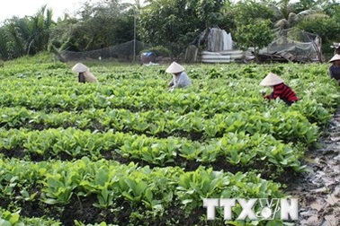 Năm bệnh nhân bị ngộ độc do ăn rau vừa phun thuốc trừ cỏ