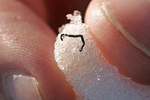 Giun băng - sinh vật bí ẩn nhất trên thế giới