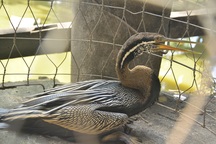 Giăng lưới bắt được chim quý ở Sài Gòn