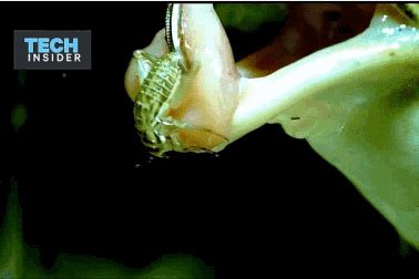 Hình ảnh quay chậm tiết lộ cách bắt mồi độc đáo của ếch